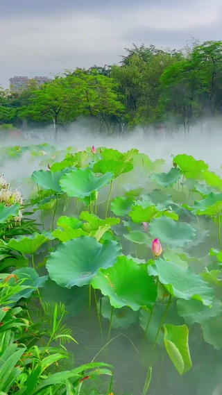 仙气飘飘