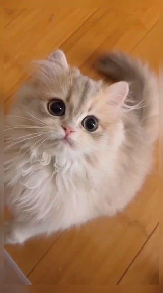 猫咪