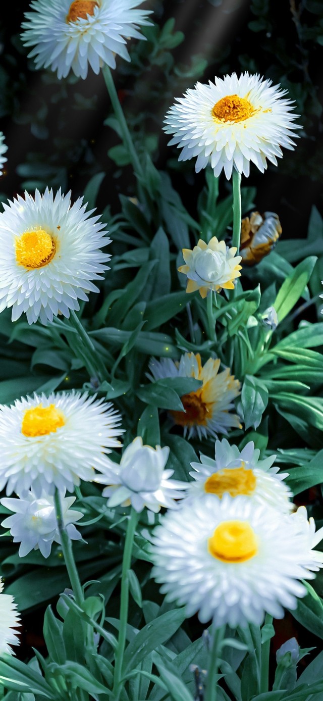 4K治愈清新护眼白色菊花