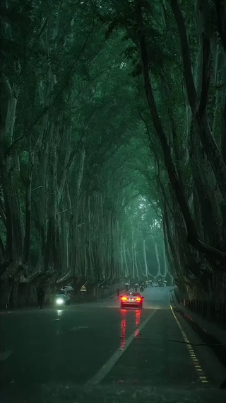 雨中的梧桐大道