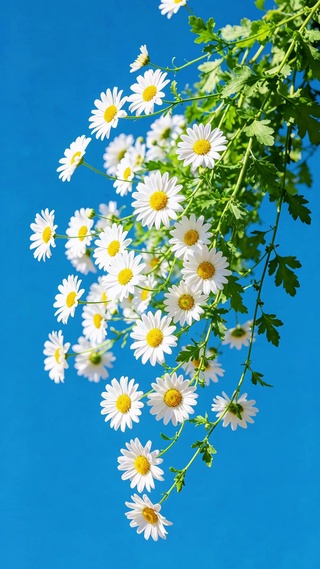 小雏菊壁纸