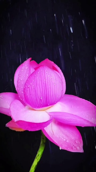 雨中莲花