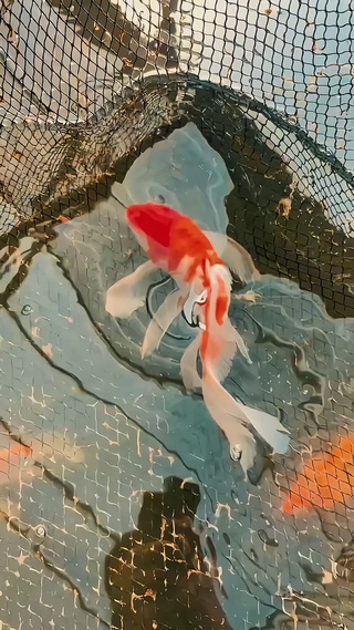 鸿运当头小金鱼4k