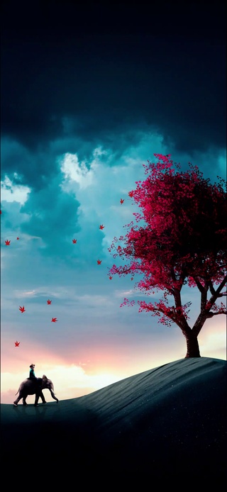 治愈枫叶飘落🍁风景