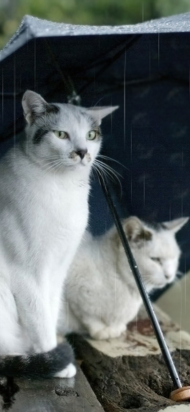 雨中情侣猫