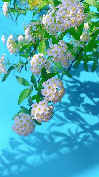 陌上花开