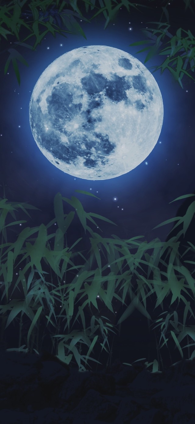 竹林夜景夜空月亮