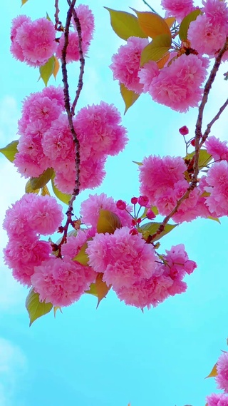 美了眼，醉了心