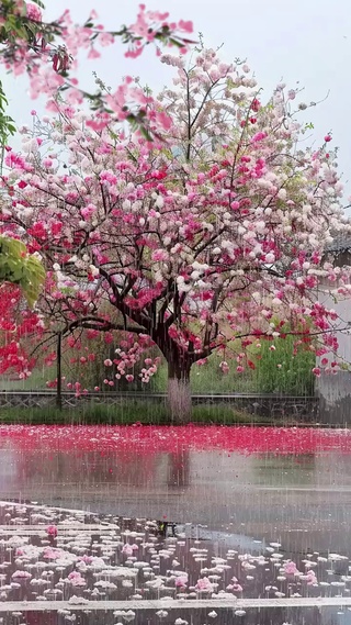 春雨时节