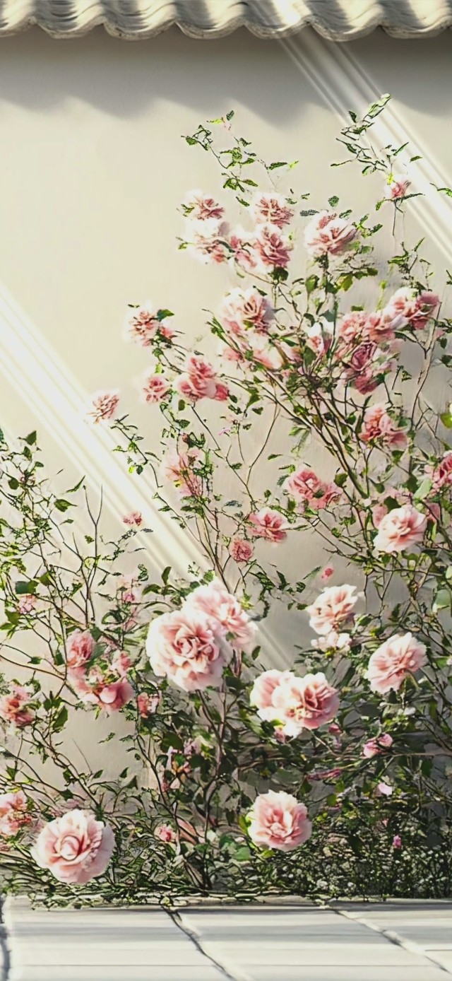 清新花卉壁纸