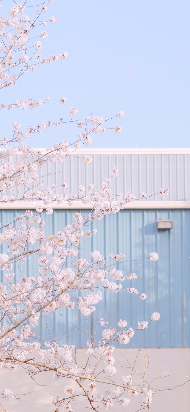 4K唯美治愈日系樱花