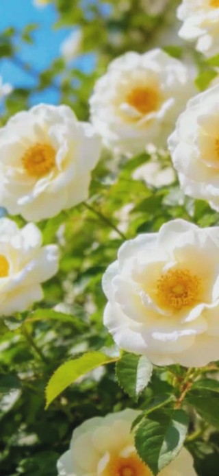 墙薇花