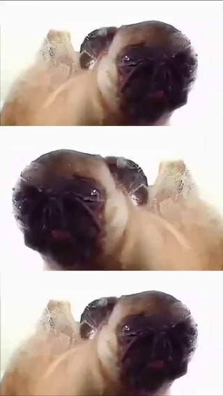 可爱的狗狗