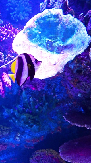 蝴蝶鱼水族馆
