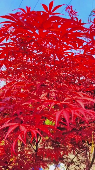 秋天是美好的，也是短暂的