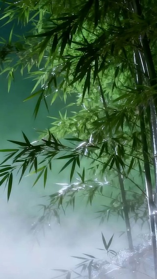 古风竹林夜景