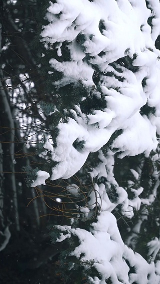 雪树