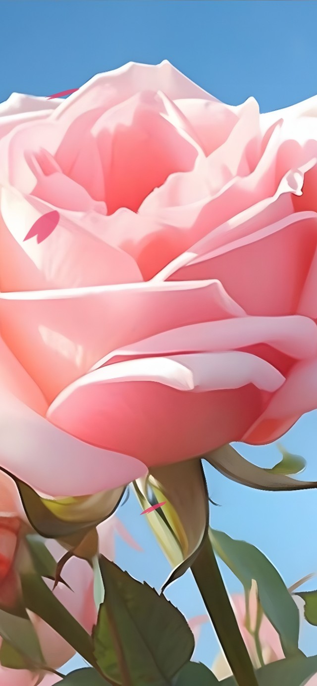 粉色玫瑰（非主题）