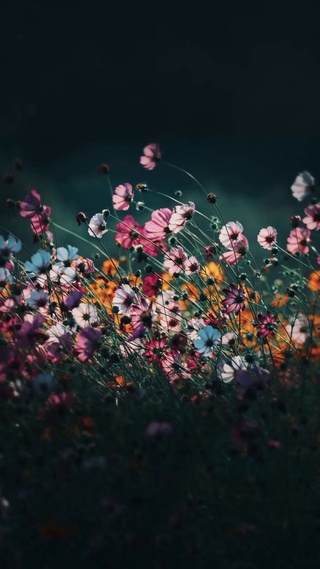 花予