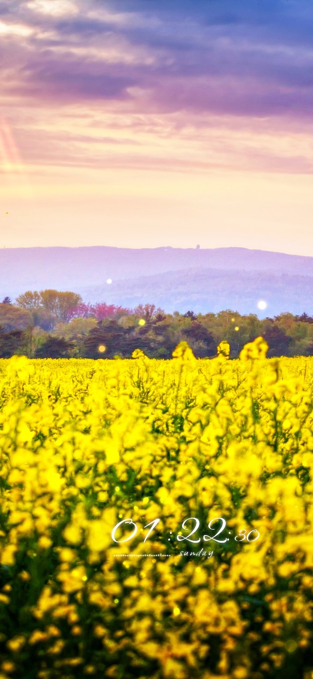 6K超清唯美治愈护眼花海