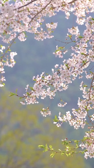 唯美清新樱花