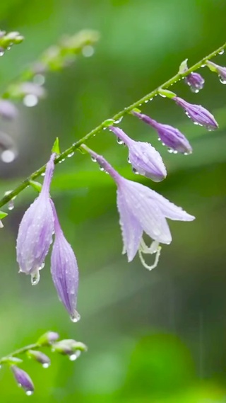 放松静心雨中小花