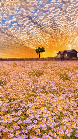 晚霞雏菊花海