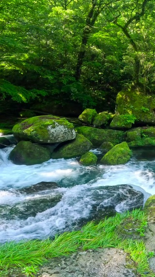 夏日护眼绿林溪水流