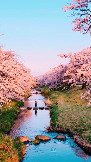 樱花小溪(风景系列)