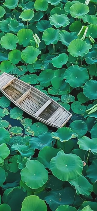 夏季荷塘
