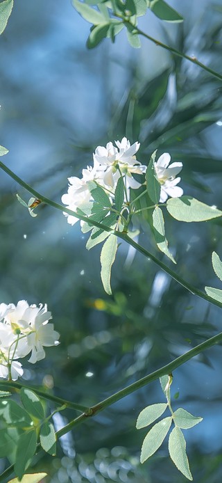 清新护眼木香花