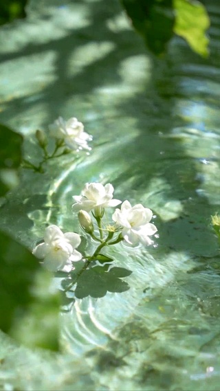 水中茉莉花