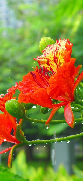 护眼雨天鲜花