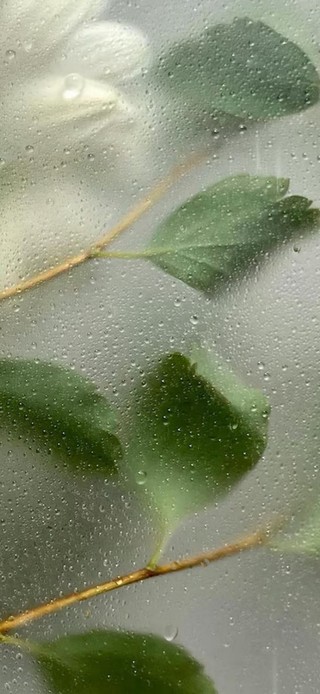 雨天玻璃内绿叶