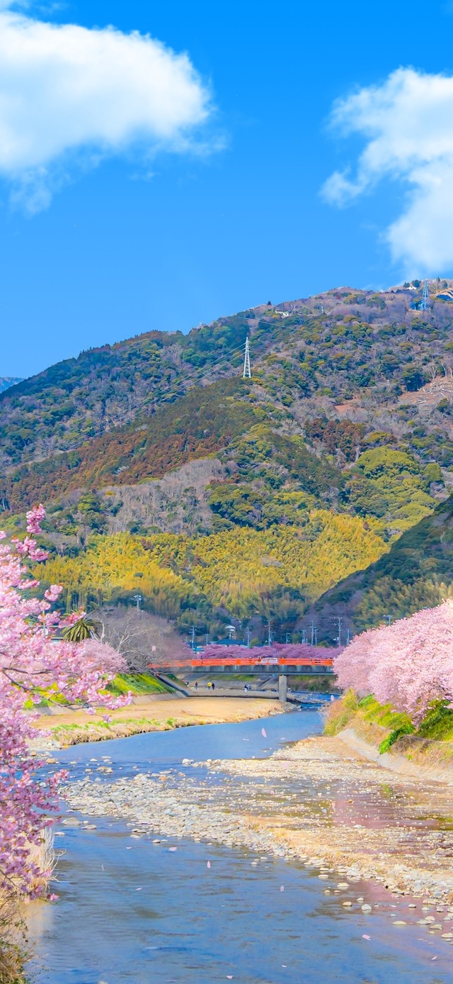 4K唯美治愈日系樱花河流