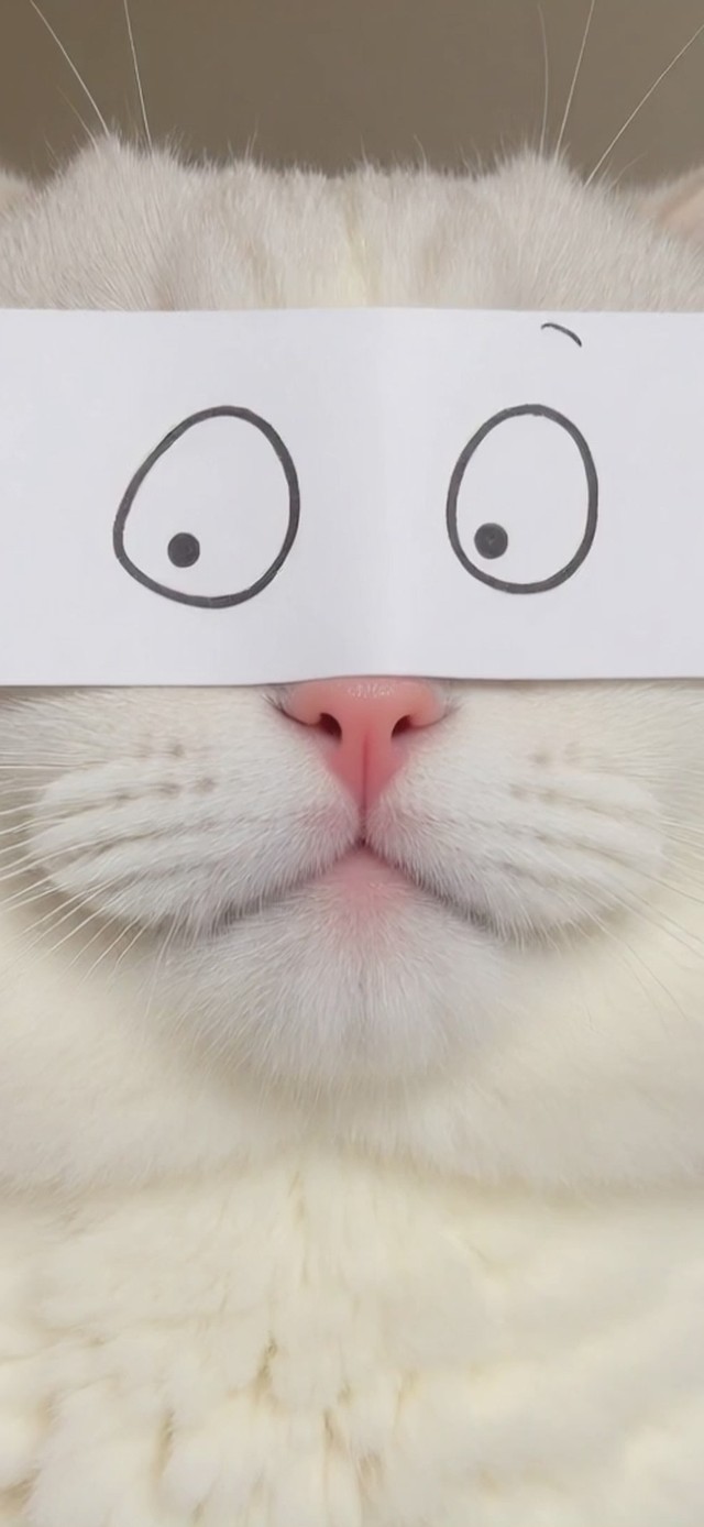 猫砂盆沉思者｜假装在带薪拉屎