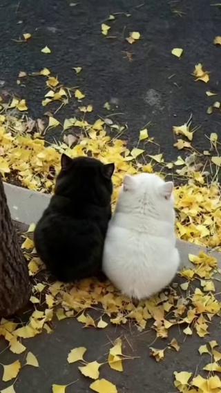 秋天了，该谈恋爱了！ 