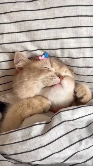 猫咪