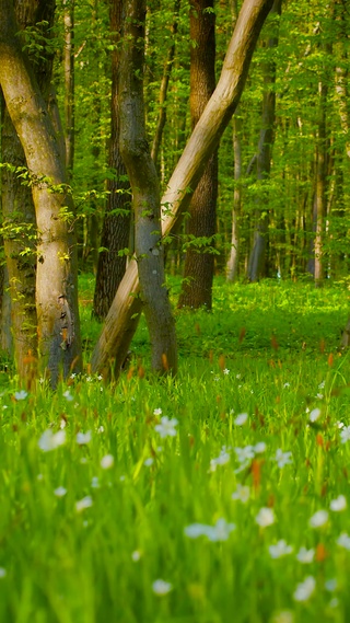 4K绿草树林