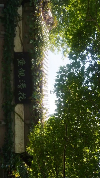 夏日蝉鸣