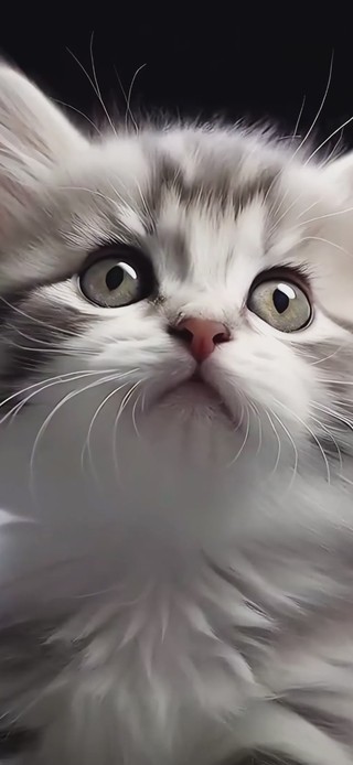 超好摸的小奶猫