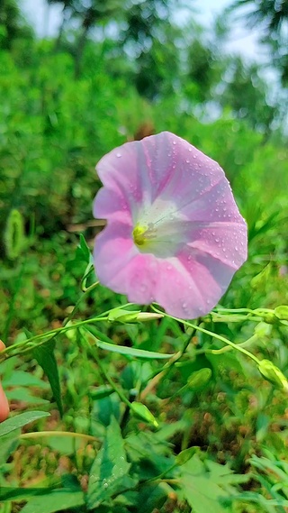 动态喇叭花