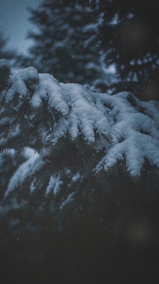 雪松｜雪落在松针上，世界就静了
