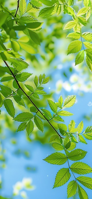 护眼清新绿叶(风景手机动态壁纸) - 风景手机壁纸下载 - 元气壁纸