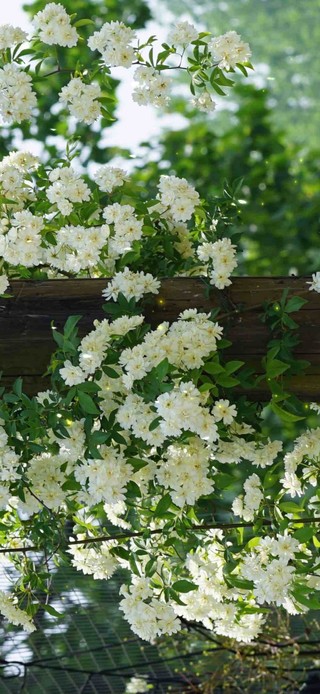 清新治愈白木香花