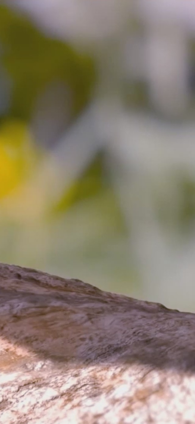 蜘蛛卢卡斯无缝