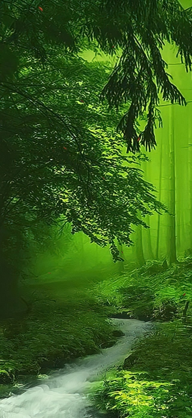 林中小溪流