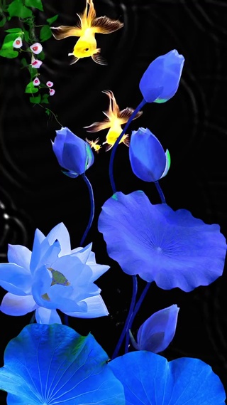 兰花草