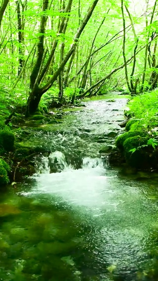 护眼绿林流水
