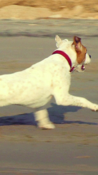 4K 高清 杰克罗素梗犬与海滩